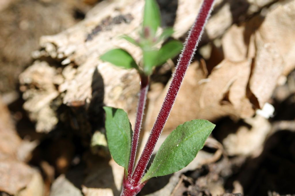 Bollengo (TO) - Saponaria ocymoides